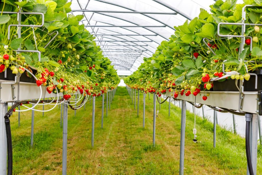 Remote Monitor Strawberries indoor